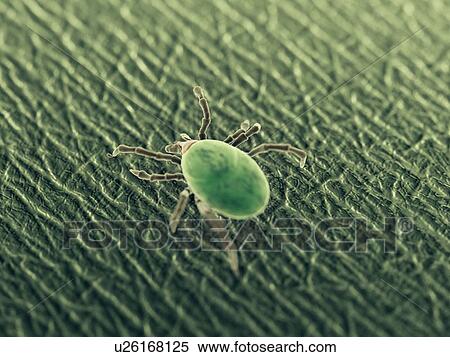 Stock Photography - Tick, computer illustration.. Fotosearch