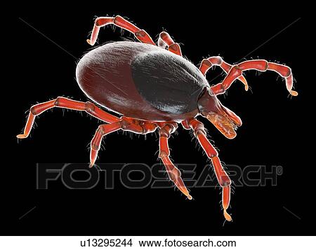 Picture - Tick, illustration. Fotosearch