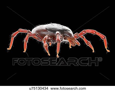 Picture - Tick, illustration. Fotosearch