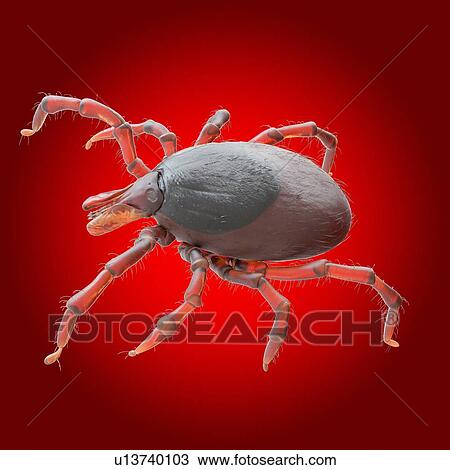 Stock Image - Tick, illustration. Fotosearch