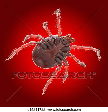 Stock Image - Tick, illustration. Fotosearch