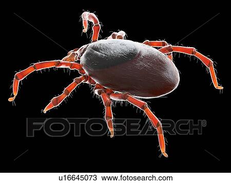 Tick, illustration View Large Photo Image Stock Image - Tick, illustration. Fotosearch