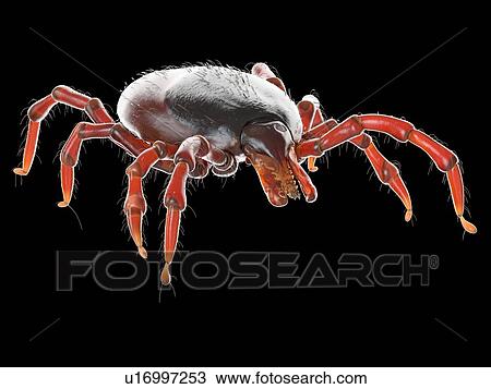 Stock Image - Tick, illustration. Fotosearch