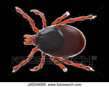 Tick, illustration View Large Photo Image Stock Image - Tick, illustration. Fotosearch