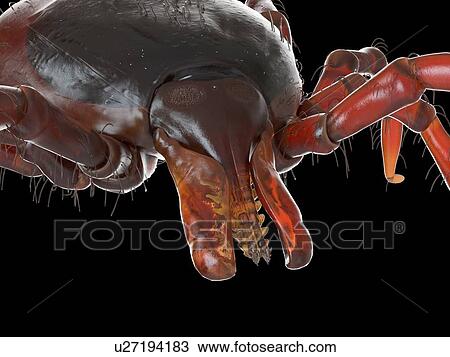 Tick, illustration View Large Photo Image Stock Image - Tick, illustration. Fotosearch