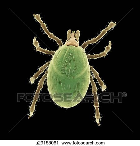 Stock Image - Tick, illustration. Fotosearch