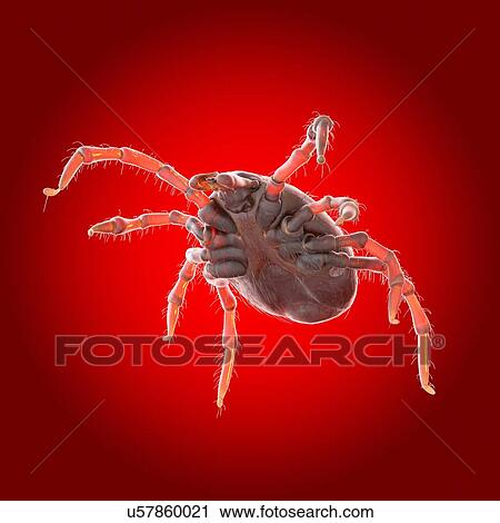 Tick, illustration View Large Photo Image Stock Image - Tick, illustration. Fotosearch