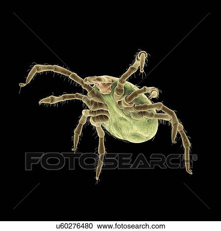 Tick, illustration View Large Photo Image Stock Image - Tick, illustration. Fotosearch