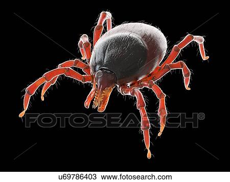 Stock Image - Tick, illustration. Fotosearch