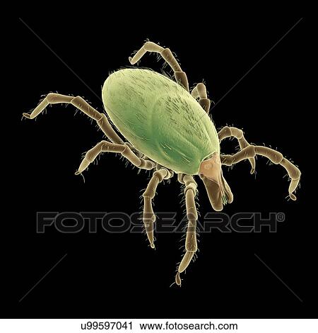 Stock Image - Tick, illustration. Fotosearch