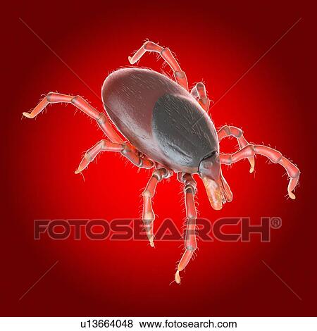 Tick, illustration View Large Photo Image Stock Photo - Tick, illustration. Fotosearch