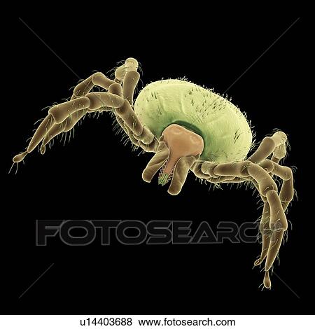 Stock Photo - Tick, illustration. Fotosearch