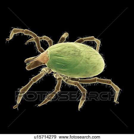 Stock Photo - Tick, illustration. Fotosearch