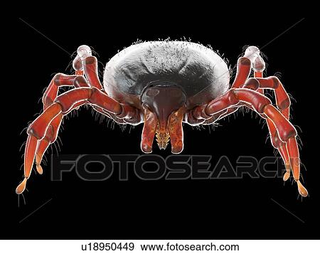 Tick, illustration View Large Photo Image Stock Photo - Tick, illustration. Fotosearch