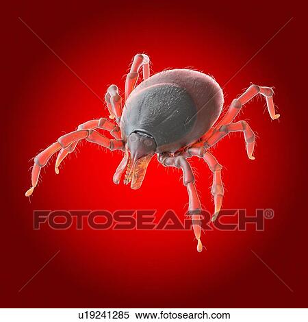 Stock Photography - Tick, illustration. Fotosearch