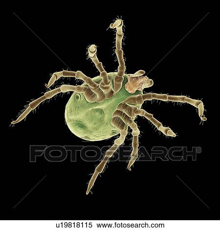 Tick, illustration View Large Photo Image Stock Photography - Tick, illustration. Fotosearch