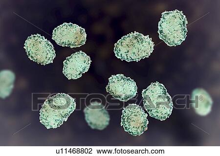 Stock Image - Toxic mould spores (Stachybotrys chartarum), computer illustration. Several strains of this fungus (S. atra, S. chartarum and S. alternans) are synonymous. This fungus may produce a trichothecene mycotoxin (Satratoxin H) which is poisonous if inhaled..... Fotosearch