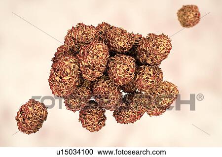Stock Image - Toxic mould spores (Stachybotrys chartarum), computer illustration. Several strains of this fungus (S. atra, S. chartarum and S. alternans) are synonymous. This fungus may produce a trichothecene mycotoxin (Satratoxin H) which is poisonous if inhaled..... Fotosearch