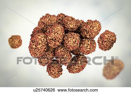 Toxic mould spores (Stachybotrys chartarum), computer illustration. Several strains of this fungus (S. atra, S. chartarum and S. alternans) are synonymous. This fungus may produce a trichothecene mycotoxin (Satratoxin H) which is poisonous if inhaled.... View Large Photo Image Stock Photograph - Toxic mould spores (Stachybotrys chartarum), computer illustration. Several strains of this fungus (S. atra, S. chartarum and S. alternans) are synonymous. This fungus may produce a trichothecene mycotoxin (Satratoxin H) which is poisonous if inhaled..... Fotosearch