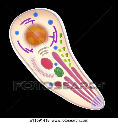 Toxoplasma gondii parasite, illustration View Large Photo Image Stock Photo - Toxoplasma gondii parasite, illustration. Fotosearch