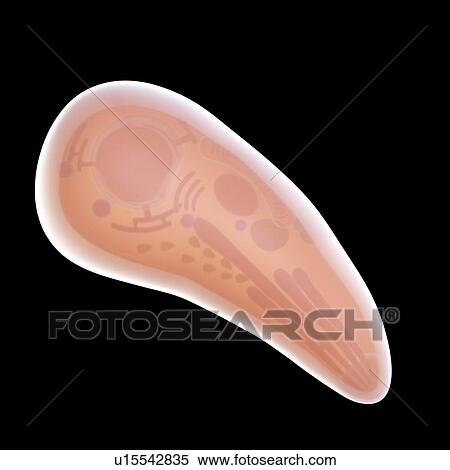 Toxoplasma gondii parasite, illustration View Large Photo Image Stock Photography - Toxoplasma gondii parasite, illustration. Fotosearch