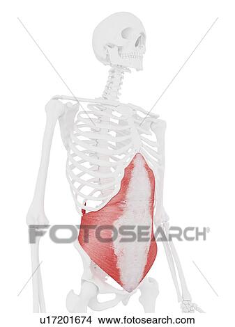 Transversus abdominis muscle, computer illustration. View Large Photo Image Picture - Transversus abdominis muscle, computer illustration.. Fotosearch