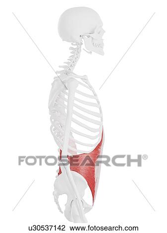 Transversus abdominis muscle, computer illustration. View Large Photo Image Stock Image - Transversus abdominis muscle, computer illustration.. Fotosearch
