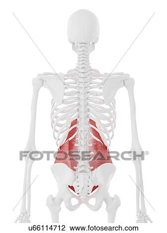 Stock Image - Transversus abdominis muscle, computer illustration.. Fotosearch
