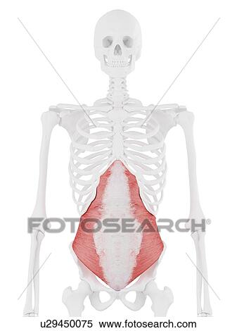 Stock Photography - Transversus abdominis muscle, computer illustration.. Fotosearch