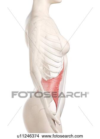 Picture - Transversus abdominis muscle, illustration. Fotosearch