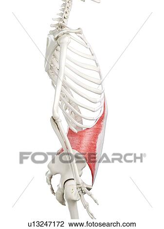 Stock Image - Transversus abdominis muscle, illustration. Fotosearch