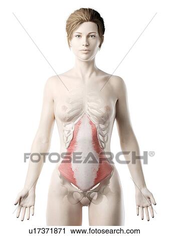 Stock Image - Transversus abdominis muscle, illustration. Fotosearch