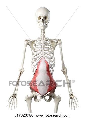Stock Image - Transversus abdominis muscle, illustration. Fotosearch