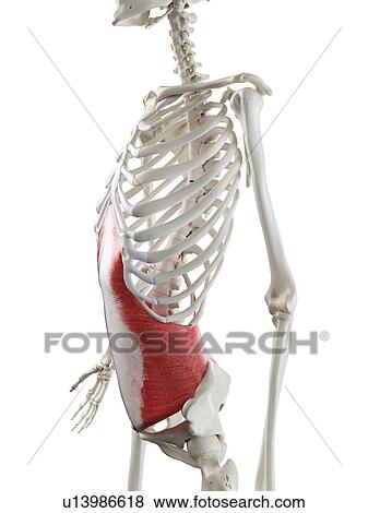 Stock Photo - Transversus abdominis muscle, illustration. Fotosearch