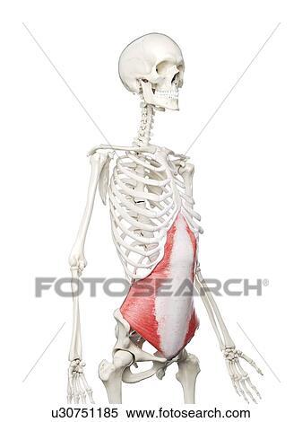 Stock Photography - Transversus abdominis muscle, illustration. Fotosearch