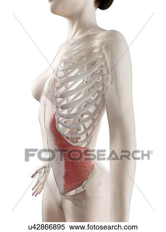 Stock Photography - Transversus abdominis muscle, illustration. Fotosearch