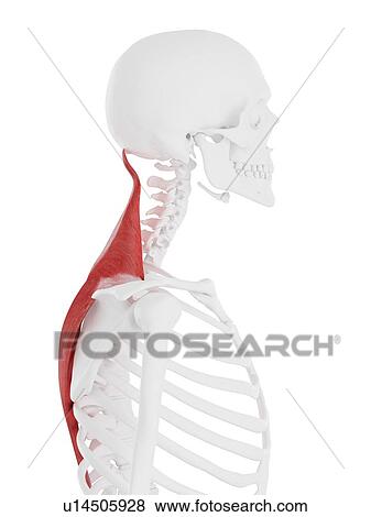 Stock Photo - Trapezius muscle, computer illustration.. Fotosearch