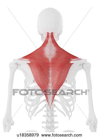 Stock Photo - Trapezius muscle, computer illustration.. Fotosearch