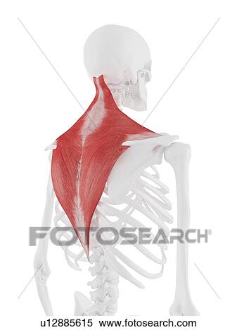 Stock Photography - Trapezius muscle, computer illustration.. Fotosearch