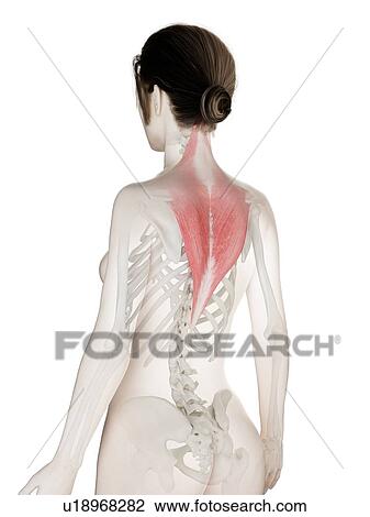 Stock Image - Trapezius muscle, illustration. Fotosearch