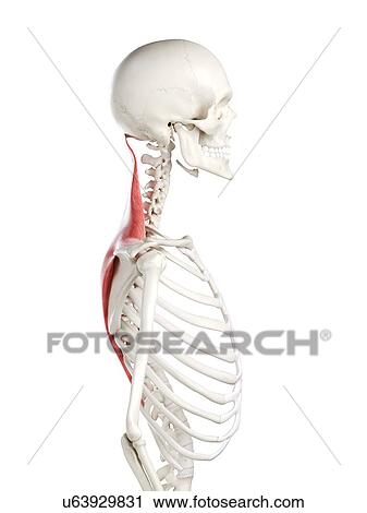 Stock Image - Trapezius muscle, illustration. Fotosearch