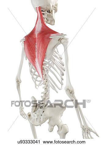 Trapezius muscle, illustration View Large Photo Image Stock Image - Trapezius muscle, illustration. Fotosearch