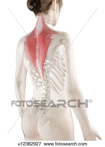 Stock Photo - Trapezius muscle, illustration. Fotosearch