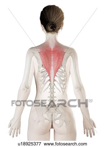 Trapezius muscle, illustration View Large Photo Image Stock Photo - Trapezius muscle, illustration. Fotosearch