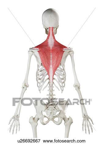 Stock Photo - Trapezius muscle, illustration. Fotosearch