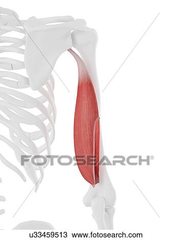 Triceps long head muscle, computer illustration. View Large Photo Image Stock Image - Triceps long head muscle, computer illustration.. Fotosearch