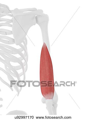 Stock Image - Triceps medial head muscle, computer illustration.. Fotosearch