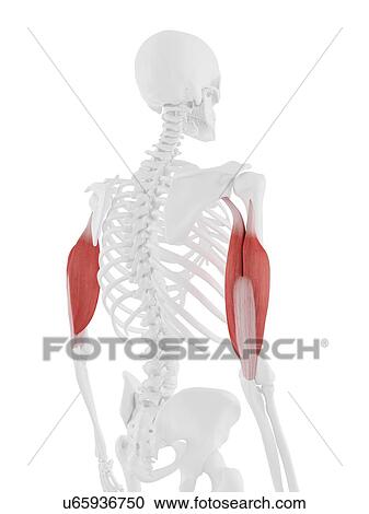 Triceps muscle, computer illustration. View Large Photo Image Stock Image - Triceps muscle, computer illustration.. Fotosearch