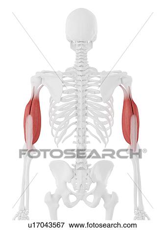 Triceps muscle, computer illustration. View Large Photo Image Stock Photo - Triceps muscle, computer illustration.. Fotosearch