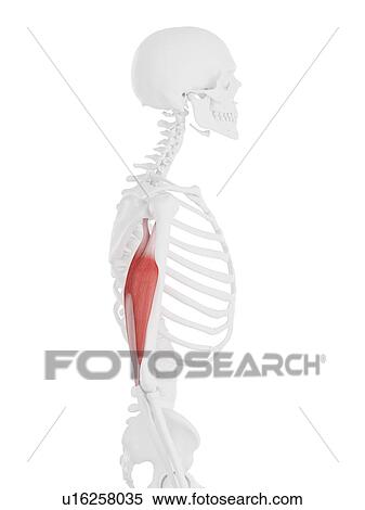 Stock Photography - Triceps muscle, computer illustration.. Fotosearch